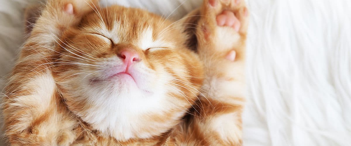 Blană strălucitoare pentru animalele noastre dragi