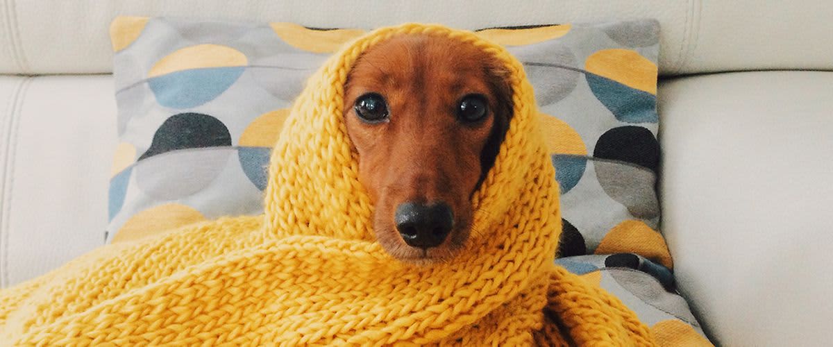 Cățel și piscă jucându-se