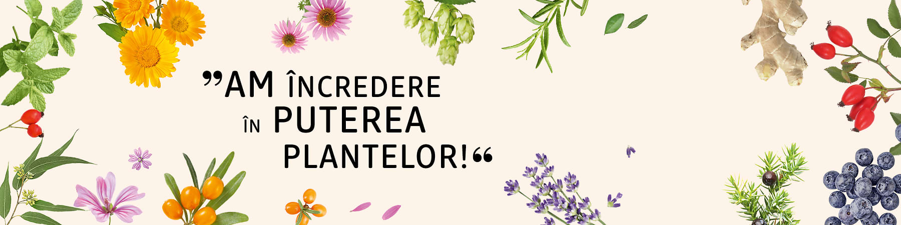 Cele mai cunoscute și utilizate plante