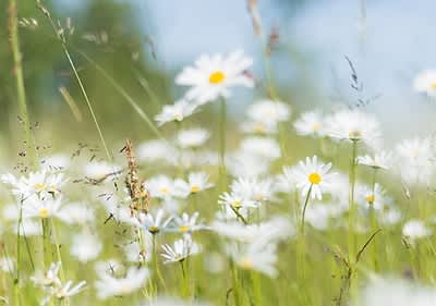Durabil și accesibil: produsele nature de la dm 
