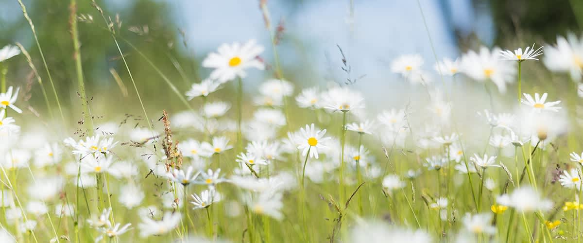 Durabil și accesibil: produsele nature de la dm&nbsp;