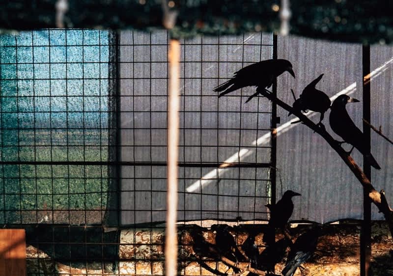 dm donează hrană pentru păsări 