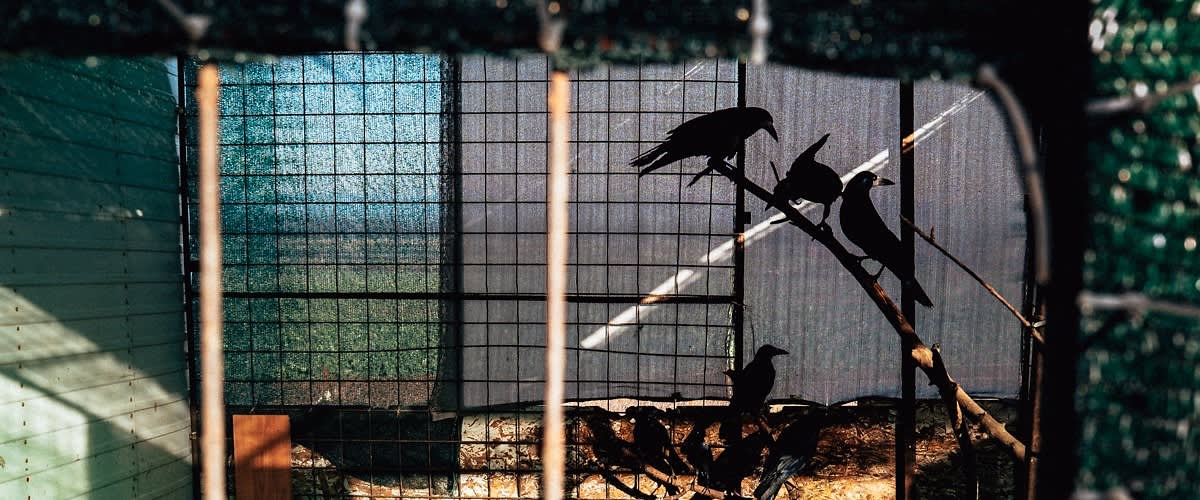 dm donează hrană pentru păsări 