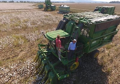Maschinelle Ernte von Baumwoll-Pflanzen