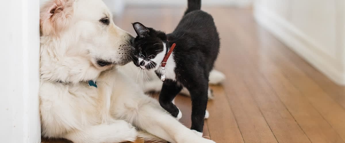 Hund und Katze liebhaft zusammen