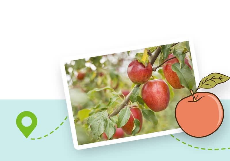 Mere roșii pe ramuri de pom în livadă cu ilustrație de măr și simbol de locație