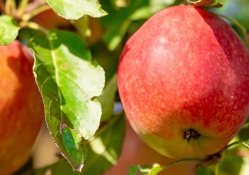 Măr roșu pe ramură cu frunze verzi în lumina soarelui