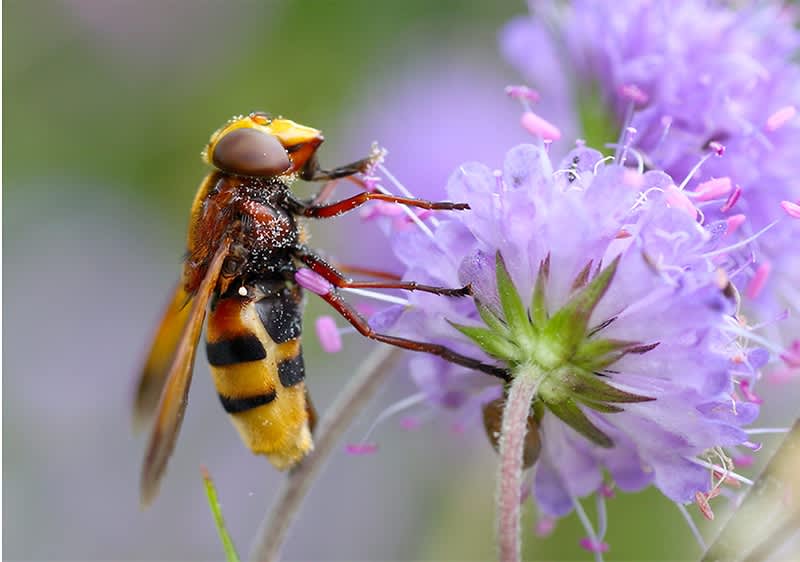 Cuvântul cheie principal: insectă Imagine: Insectă pe o floare mov în natură