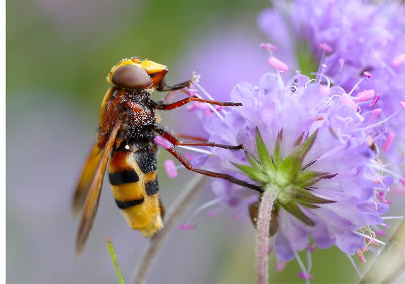 Insectă pe floare mov cu petale delicate și fundal verde