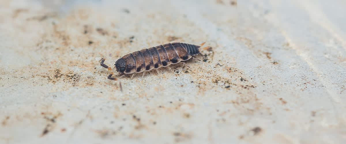 Insectă pe suprafață murdară cu sol și particule