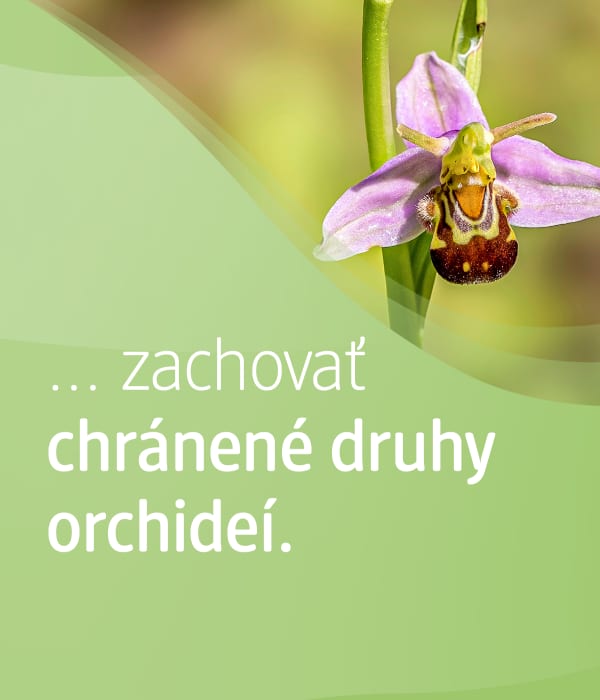 obrázok orchidey a text:...zachovať chránené druhy orchideí.