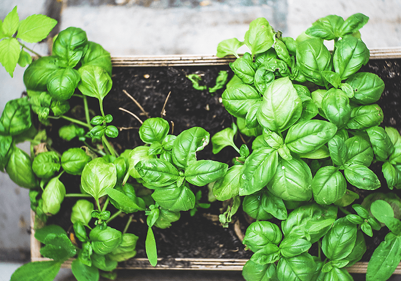 Medovka v črepníku.