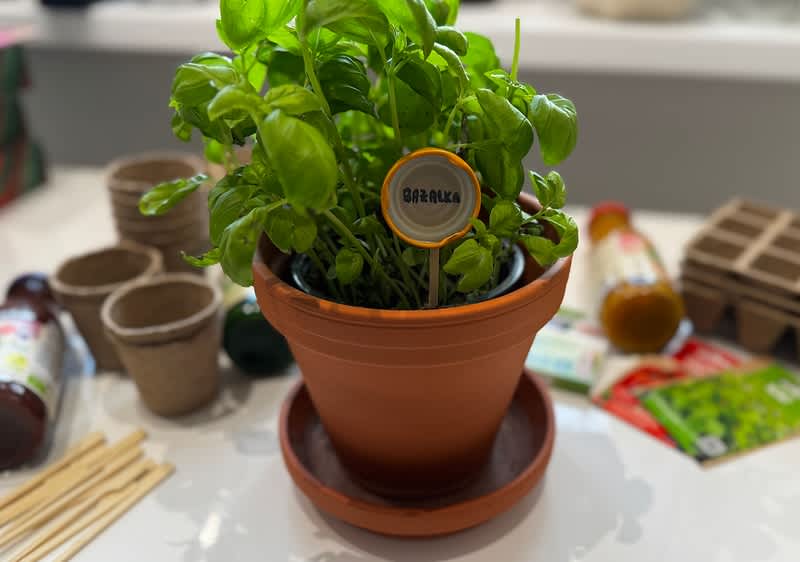 Bazalka v kvetináči s menovkou