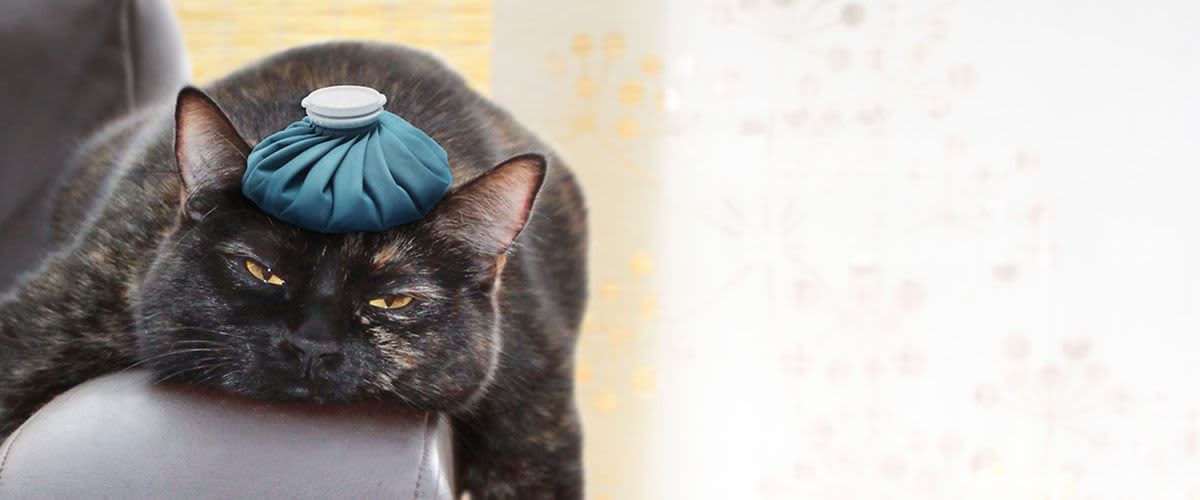 ako zvládnuť opicu