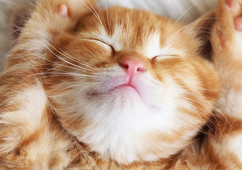 krásne lesklá srsť