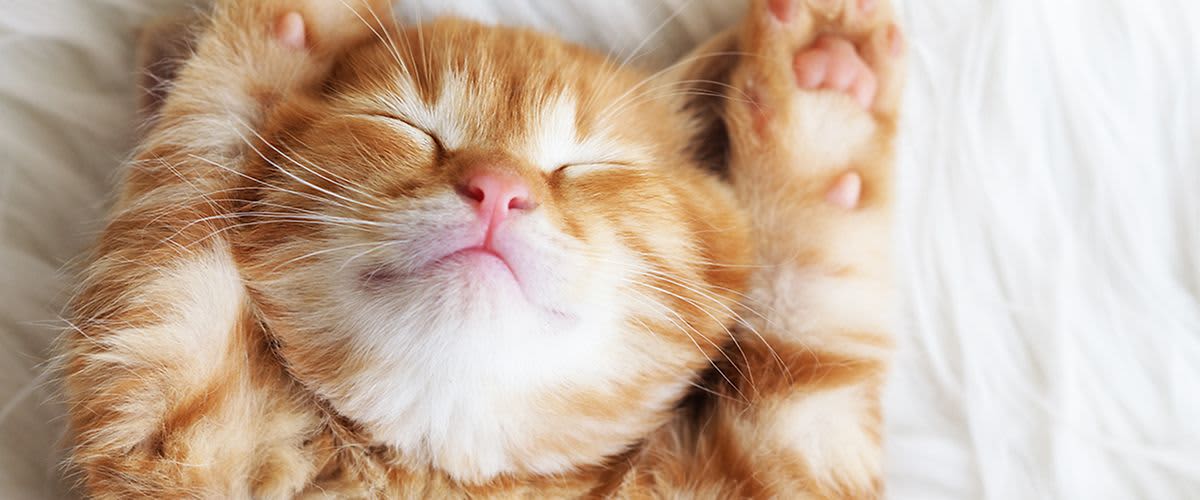 krásne lesklá srsť