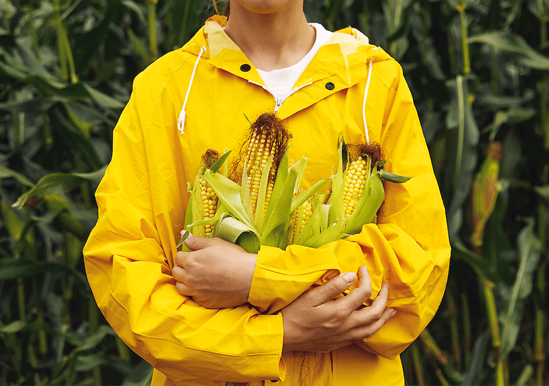 Náručie plné kukurice.