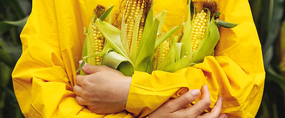 Náručie plné kukurice.