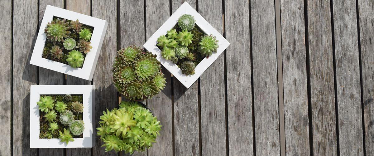 Rastliny v obrazovom ráme