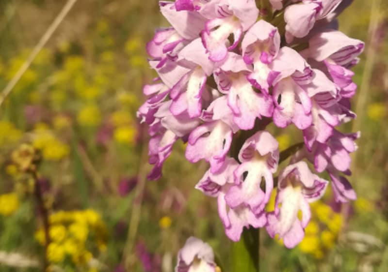 orchideové pasienky