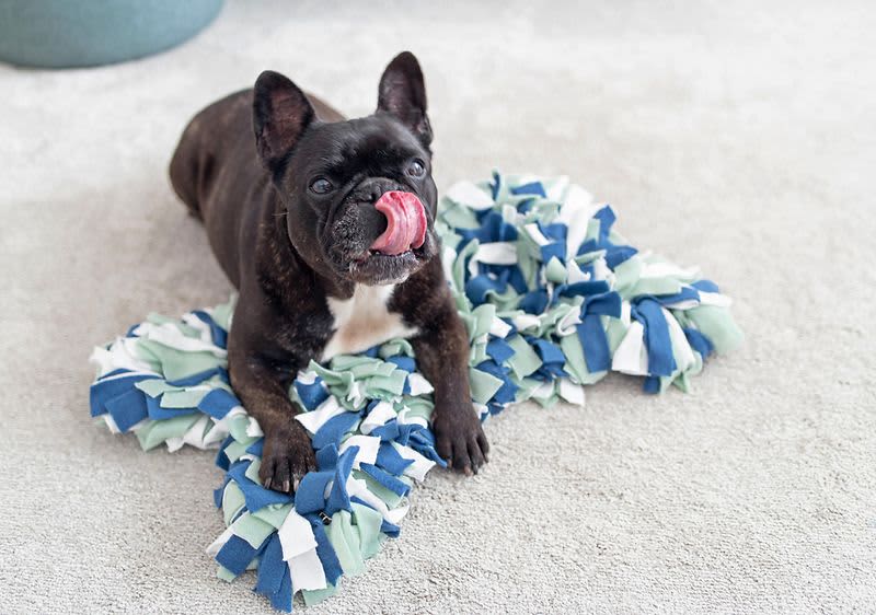 Französische Bulldogge auf DIY Teppich