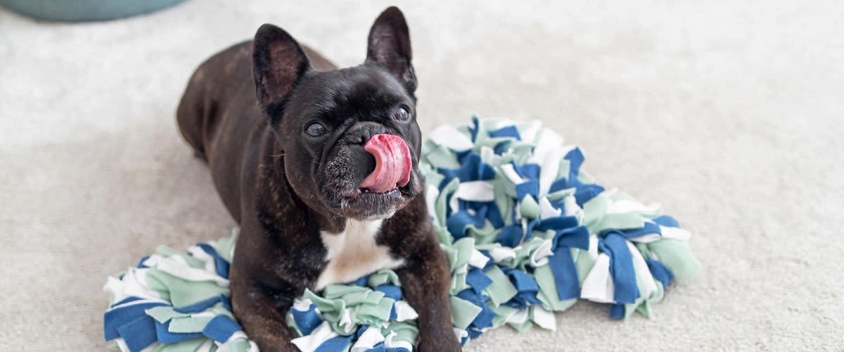 Französische Bulldogge auf DIY Teppich