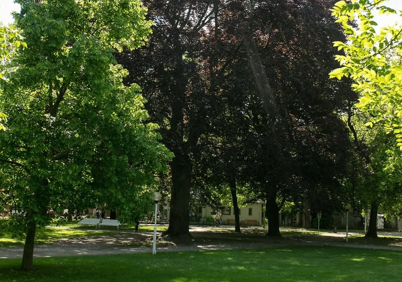 Ekologický projekt - 7 stromov