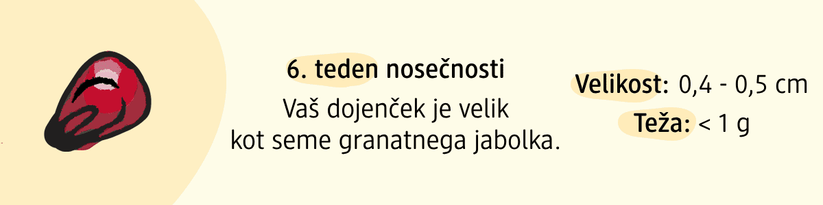 6. teden nosečnosti