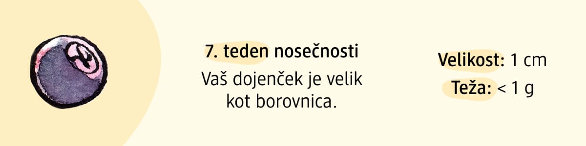 7. teden nosečnosti