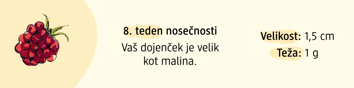 8. teden nosečnosti
