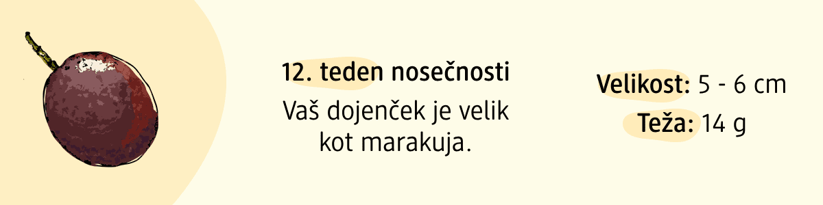 12. teden nosečnosti