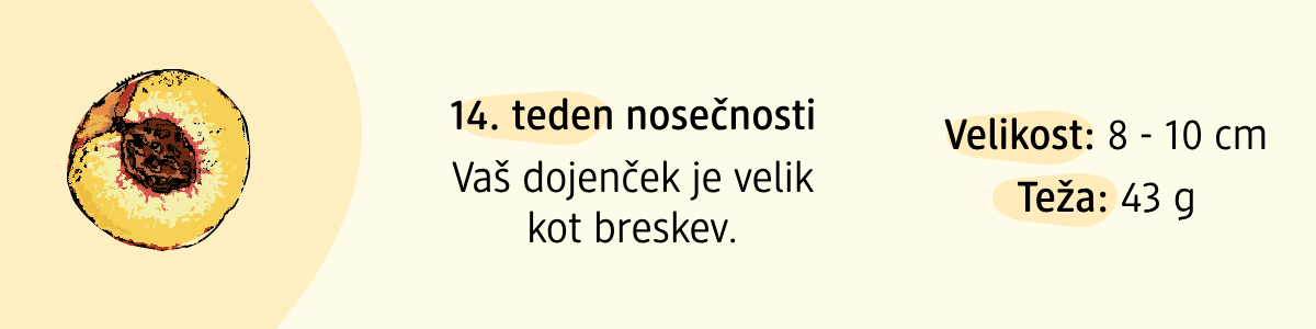 14. teden nosečnosti