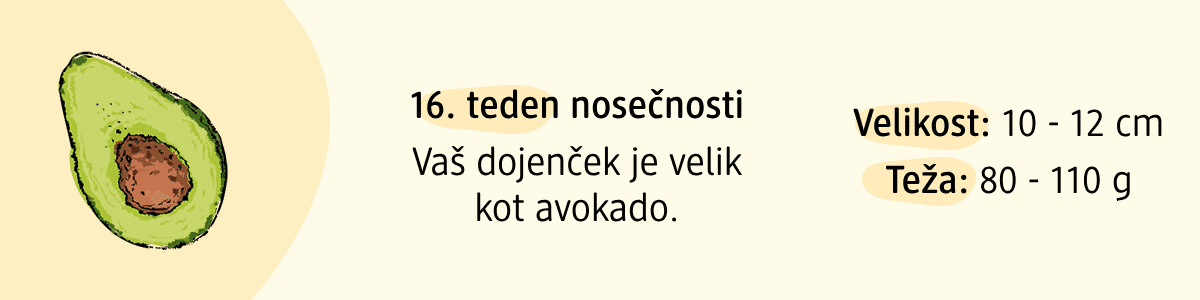 16. teden nosečnosti