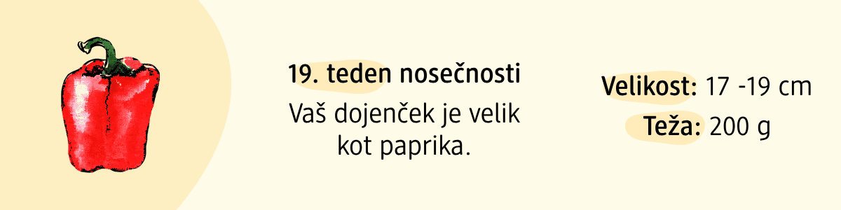 19. teden nosečnosti