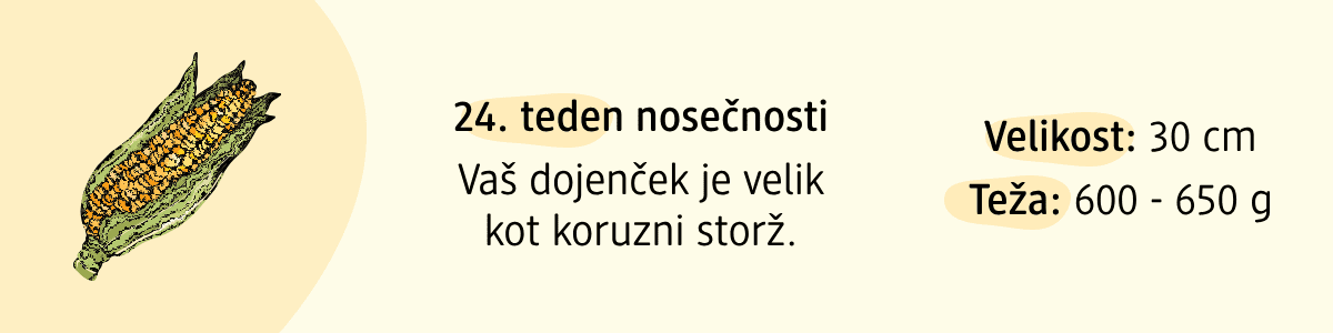 24. teden nosečnosti