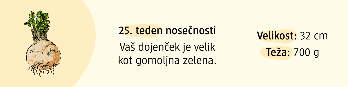 25. teden nosečnosti