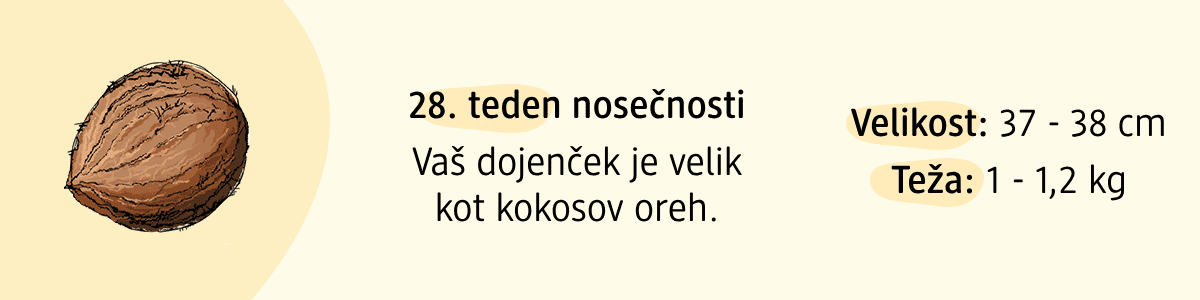 28. teden nosečnosti