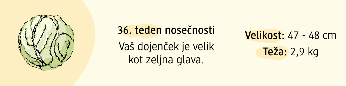 36. teden nosečnosti