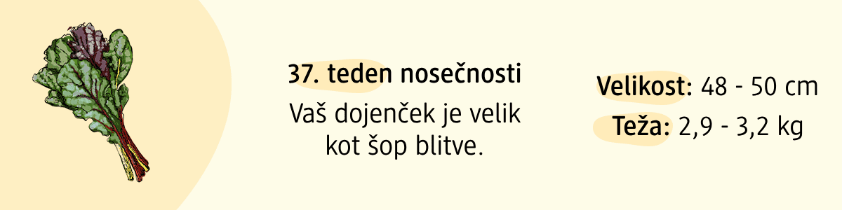 37. teden nosečnosti