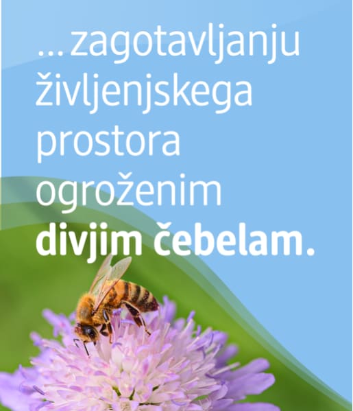 Alt-tekst: Čebele na cvetu z modrim ozadjem in besedilom