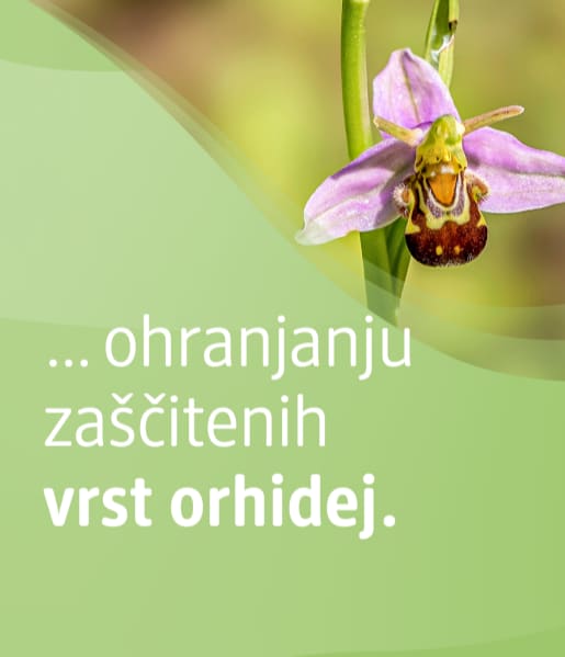 Alt-tekst: Cvet orhideje z besedilom o ohranjanju zaščitenih vrst orhidej.