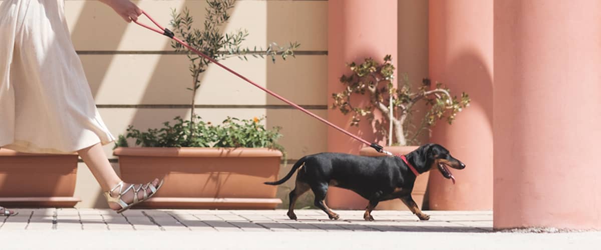 Kako pri psu preprečiti vročinsko kap? 