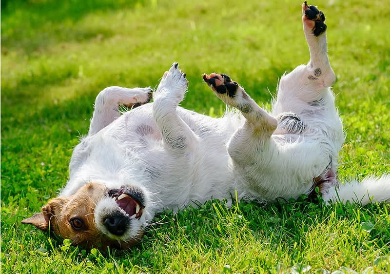 Hund spielt in der Wiese