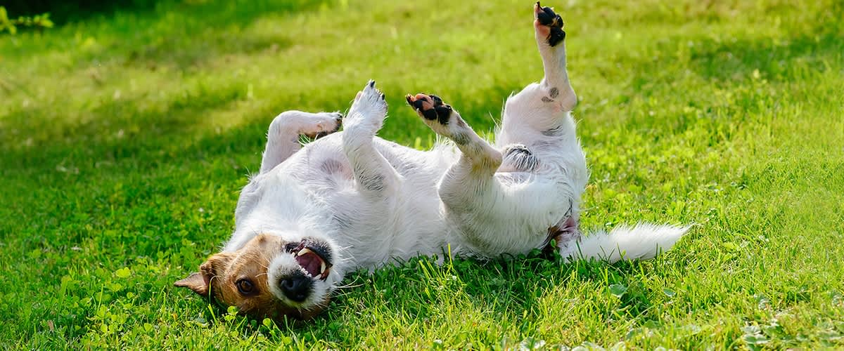 Klopi pri psih slika