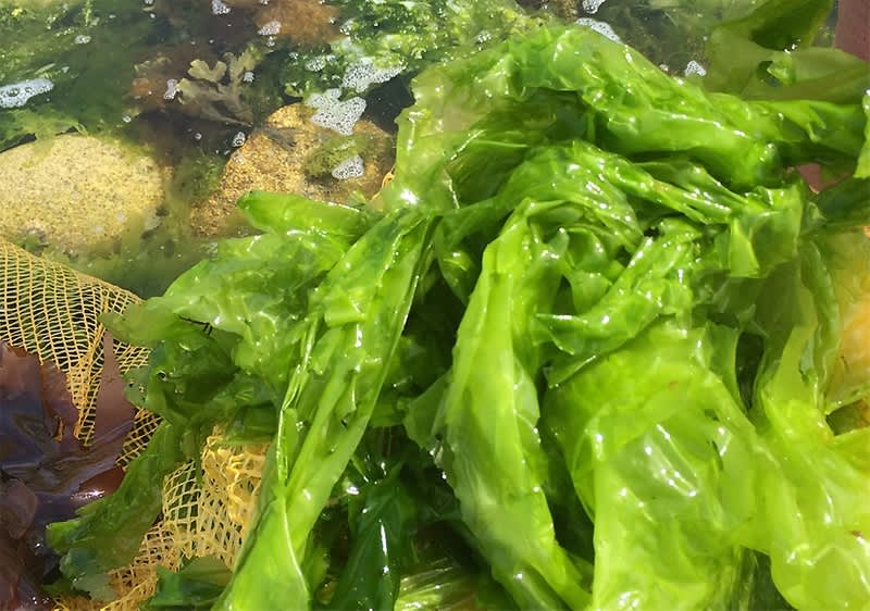 dmBio Genussreise: Azija