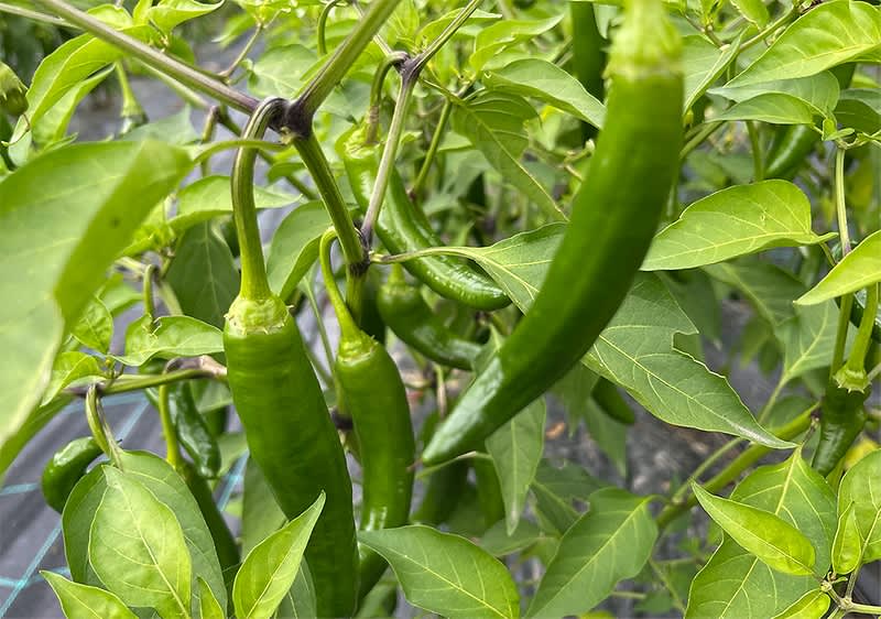 dmBio Genussreise: Azija