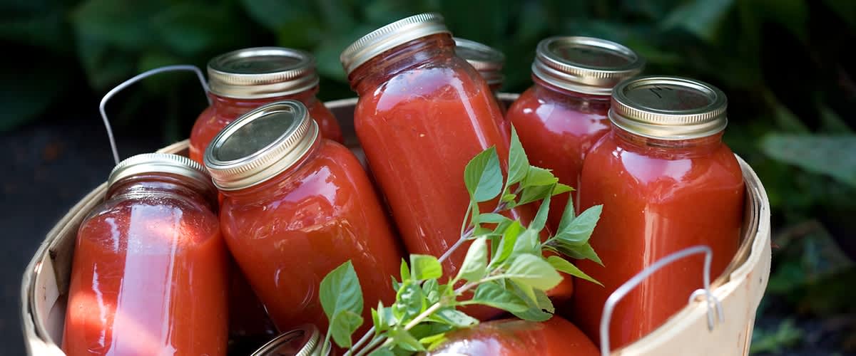 Vkuhavanje paradižnika slika