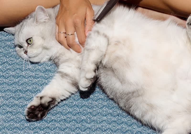 Katze wird gekrault