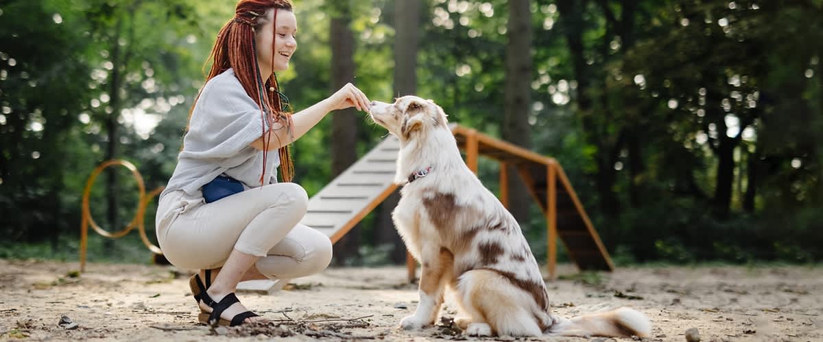 Pekli bomo pasje piškote!  slika