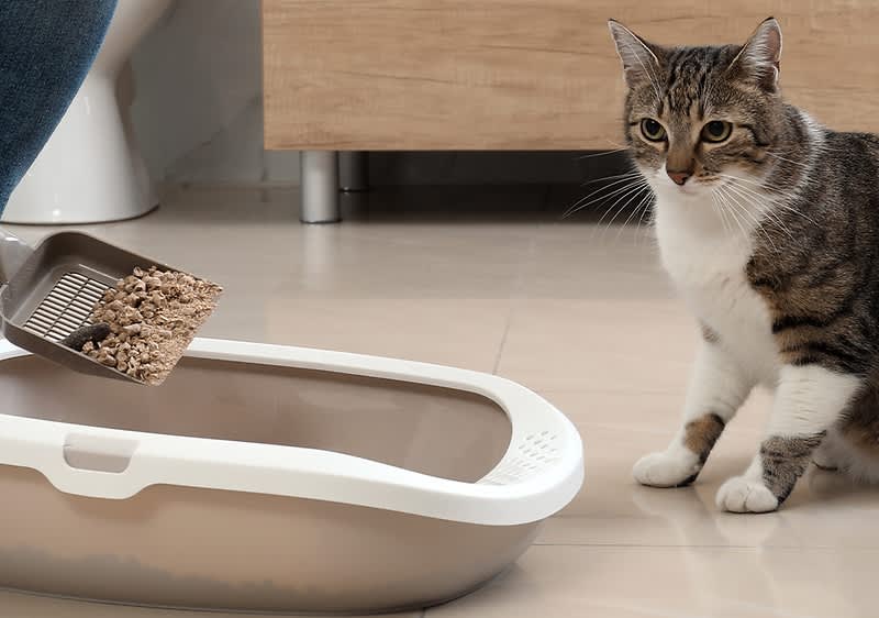 Mačje stranišče: kaj je primerno in kaj ni